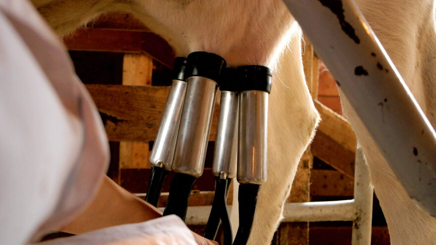 Pad proizvodnje mleka u Francuskoj: Stariji u penziji, a mlade ne zanima