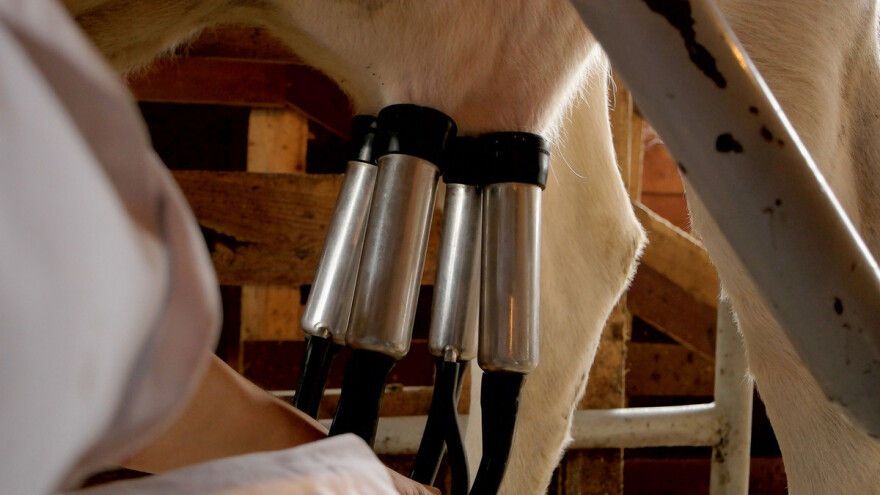 Devleta Pamukić na čelu zadruge koja okuplja 950 farmera