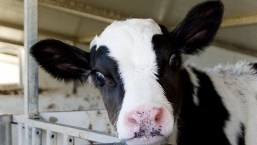 Rast mlečnog sektora u Kini