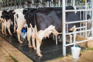 Iz IPARD-a 2 mil. kuna za mljekarski sektor