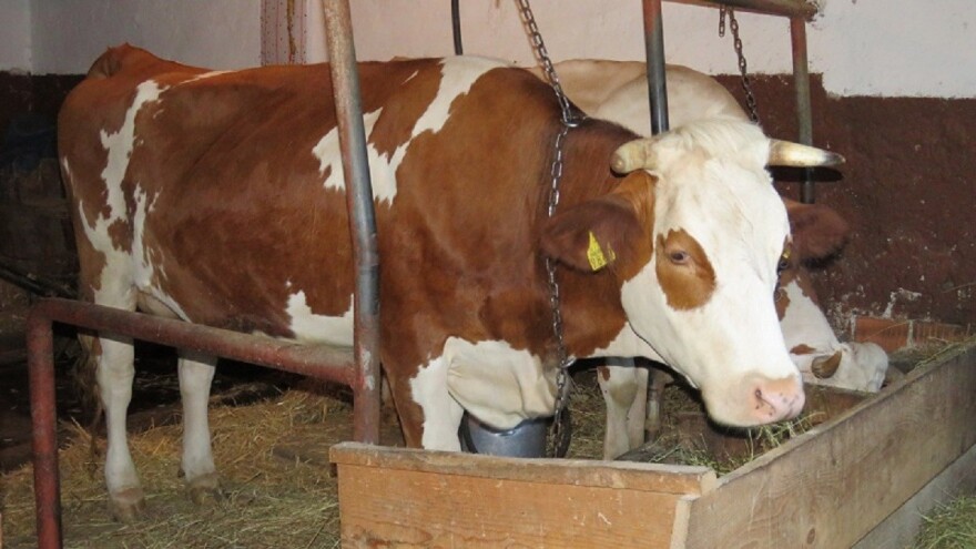 Pomoć za 196 ličkih OPG-ova, s 15 lipa po litri subvencioniran prijevoz otkupljenog mlijeka