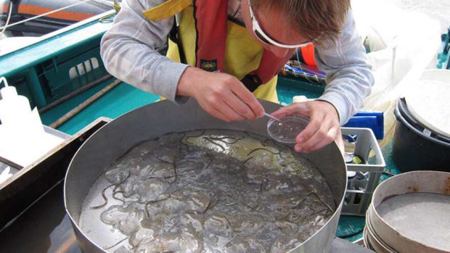 Invazivna vrsta u Jadranu - evolucija unazad?