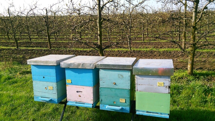 Voćna paša se bliži - da li će i ove godine biti trovanja i pomora pčela?