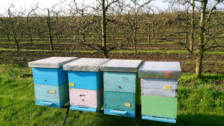 Voćna paša se bliži - da li će i ove godine biti trovanja i pomora pčela?