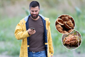 Može li jezgra breskve i ljuska oraha napajati vaš mobitel?
