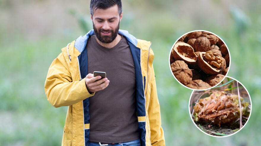 Može li jezgra breskve i ljuska oraha napajati vaš mobitel?