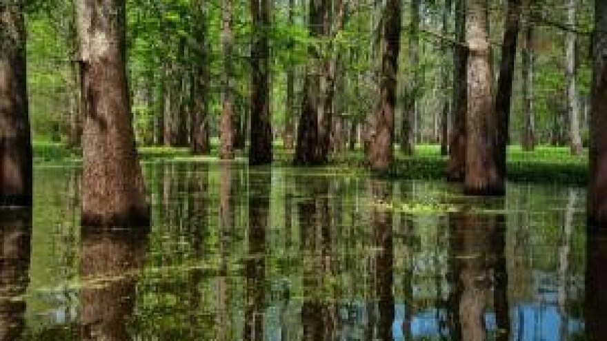 Stručni skup o ulozi močvara u skladištenju CO2