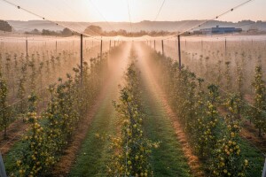 Moderna tehnologija u voćnjaku-siguran prinos