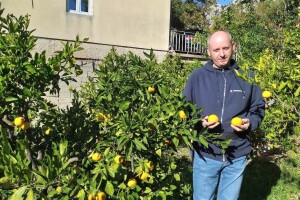 Mogu li se mandarine masovnije uzgajati u Hercegovini?