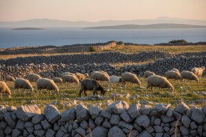 Moguće povećanje proizvodnje kozjeg i ovčjeg mlijeka