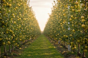Moguće proizvesti 100 tona jabuka po hektaru?