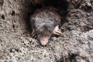 Kako se riješiti krtice na potpuno prirodan način