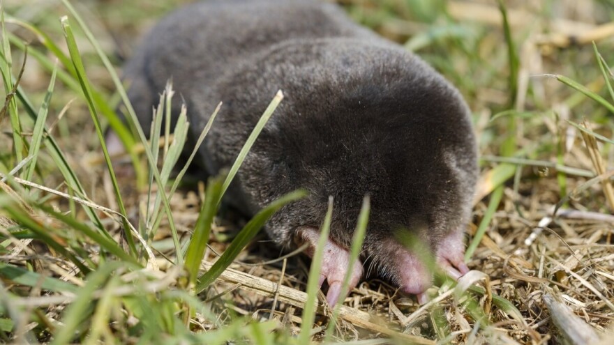 Rešite se krtica biološkim metodama i prirodnim sredstvima