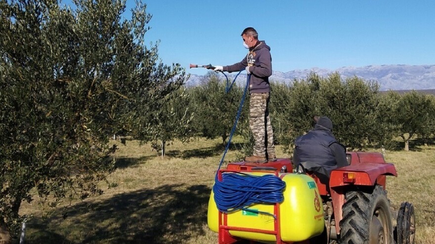 Kojim prirpavkom sada tretirati masline?