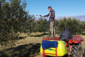 Tko je napao masline: moljac ili buha i medeći cvrčak?