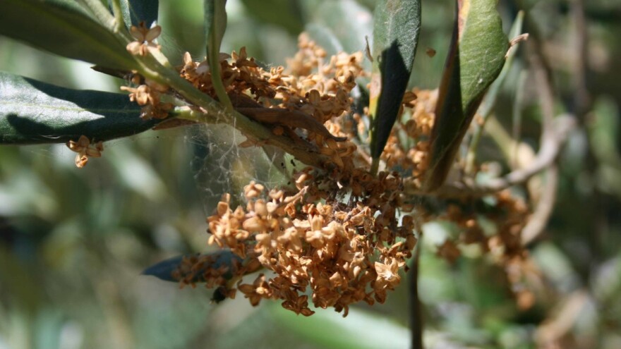 Oprez: Maslinin moljac već leti i prijeti uništavanjem cvjetova!