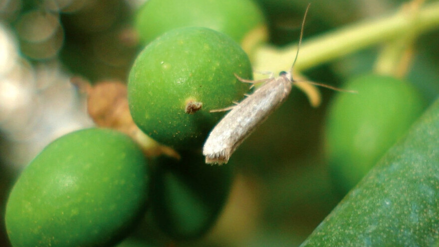 Uz maslininu muhu, tu je i jasminov moljac koji uništava mlade maslinike