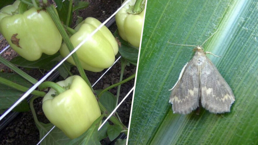 Kukuruzni moljac pravi veliku štetu u plodovima povrća