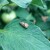 Prirodan recept u borbi protiv moljca paradajza - doslovno ih "prži"
