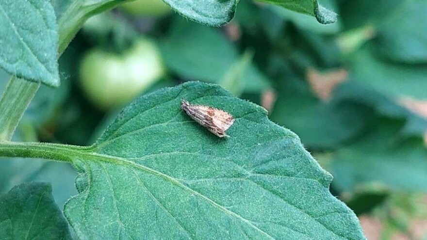 Prirodan recept u borbi protiv moljca paradajza - doslovno ih "prži"