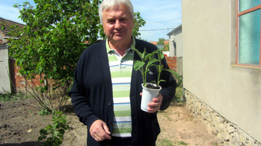 Čičoka i bamija kao alternativa