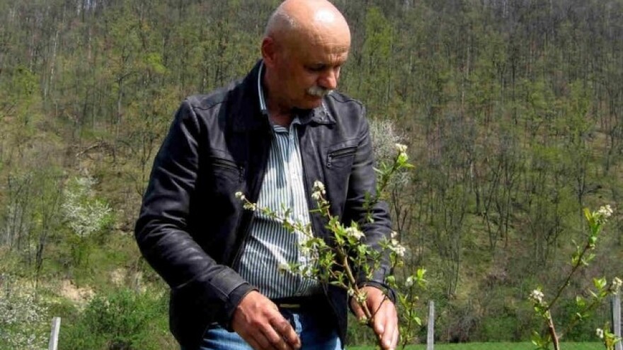 Zemljište idealno, ali nema borovnice