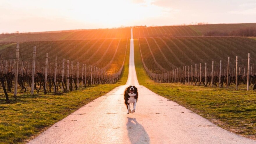 Kanađanin Andrew Knapp bira najljepša mjesta u Europi na kojima fotografira svog psa Momu. Sad su bili u Osijeku i Baranji