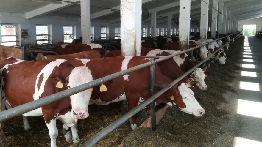 Najbolji momak za našu simentalku - monbelijer!