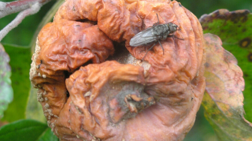 Suzbijte moniliju koštičavog voća