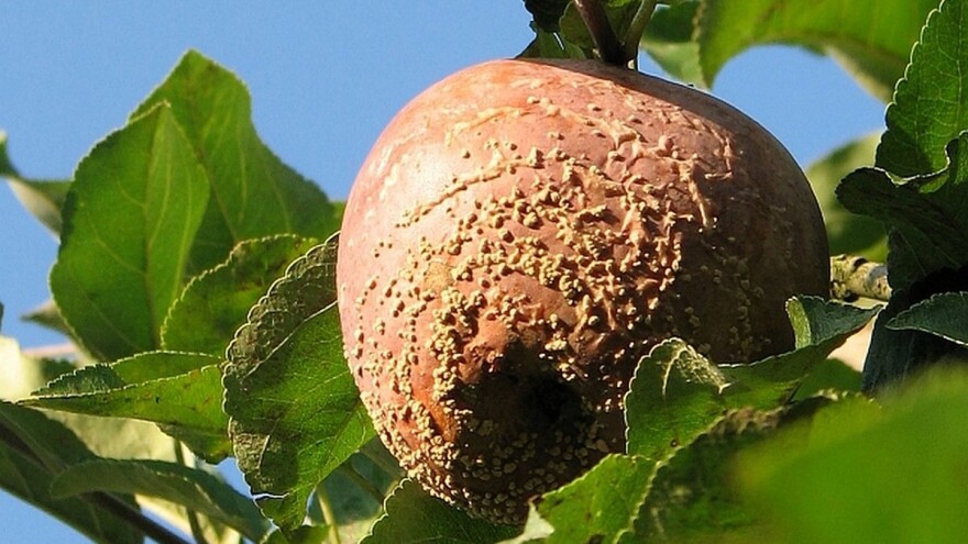 Sušenje cvetova i grančica, trulež plodova jabučastog voća - simptomi i suzbijanje