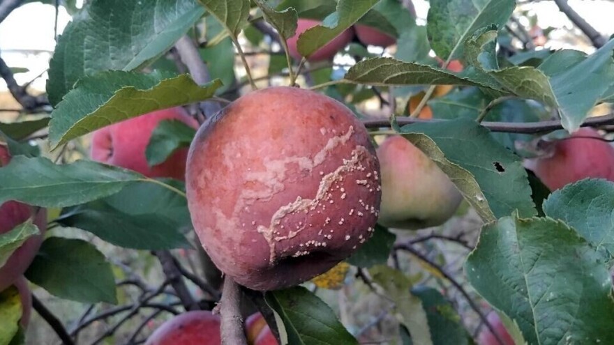 Kako sprečiti truljenje plodova jabuka?