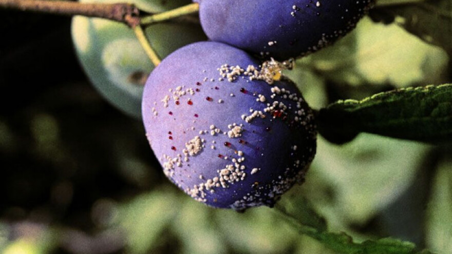 Kako sprečiti moniliju koštičavog voća?