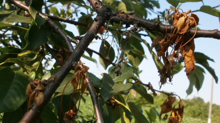 Kiša može da utiče na razvoj monilije na voću