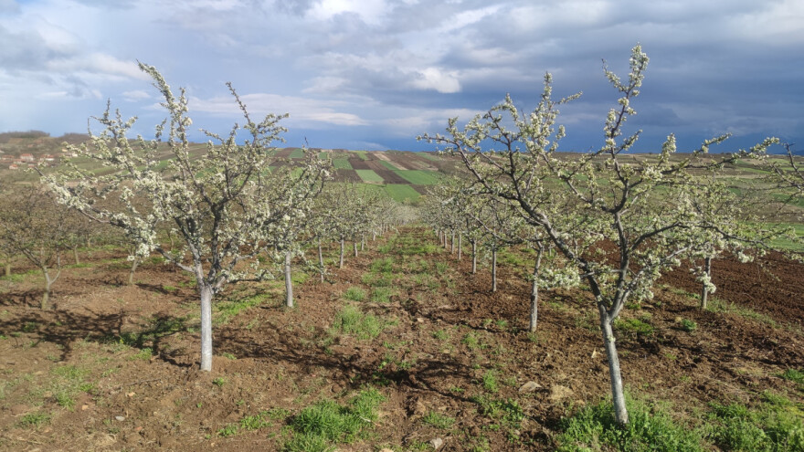 Oštećenje od mraza ili monilija u zasadima koštičavog voća?