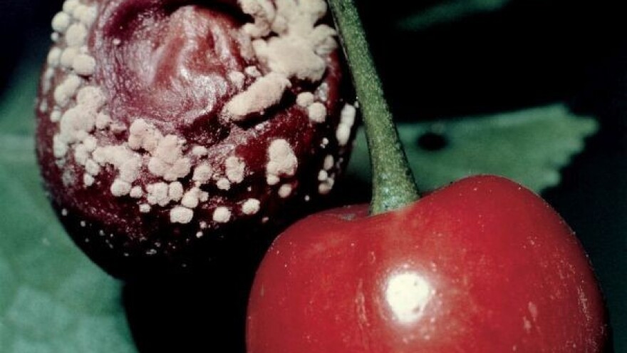 Na vrijeme zaštitite voće od monilije!