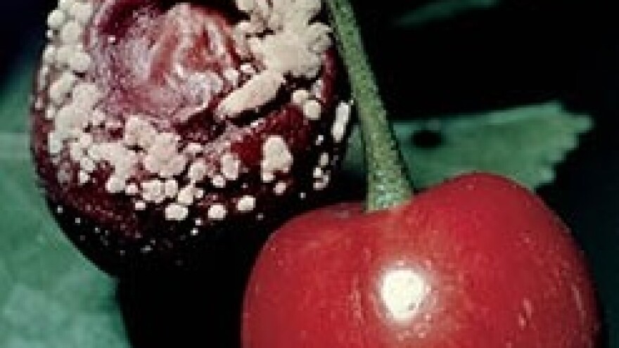 Koštičavo voće je u cvatnji. Oprez monilija!