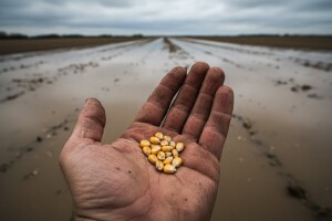 Monsanto donirao sjeme poplavljenim područjima!