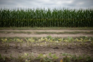 Monsanto u gubitku zbog slabe prodaje GM soje