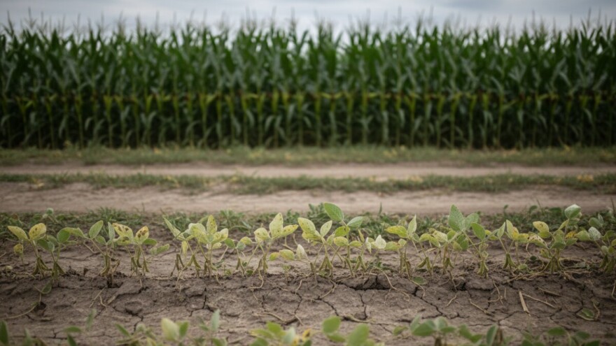 Monsanto u gubitku zbog slabe prodaje GM soje