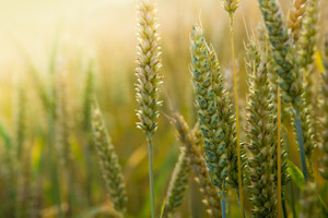 Monsanto odustaje od komercijalizacije novog sjemena u EU