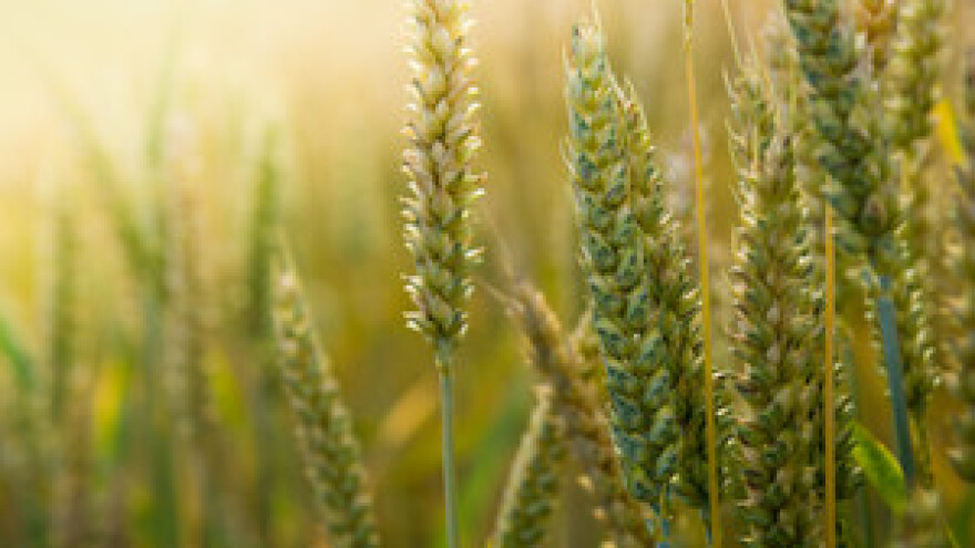 Monsanto odustaje od komercijalizacije novog sjemena u EU