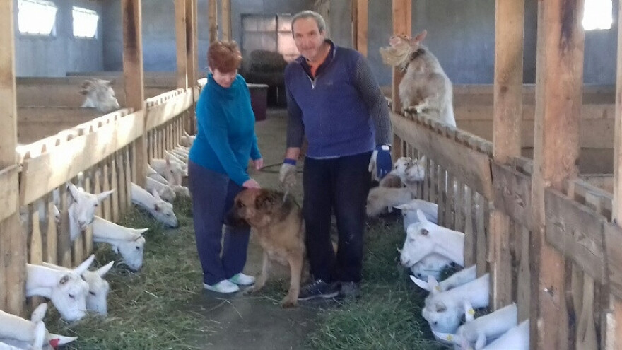 Šampionski kozji sirevi OPG Moravec od mlijeka hrvatskih farmi