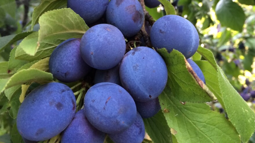 Autohtone sorte voćaka - bogatstvo Balkana