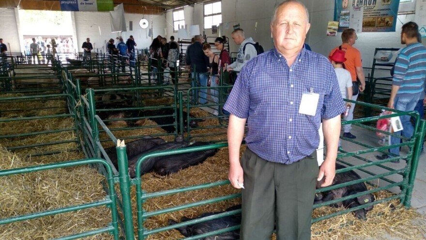 Moravka svinja pred istrebljenjem: Zašto je treba gajiti?!