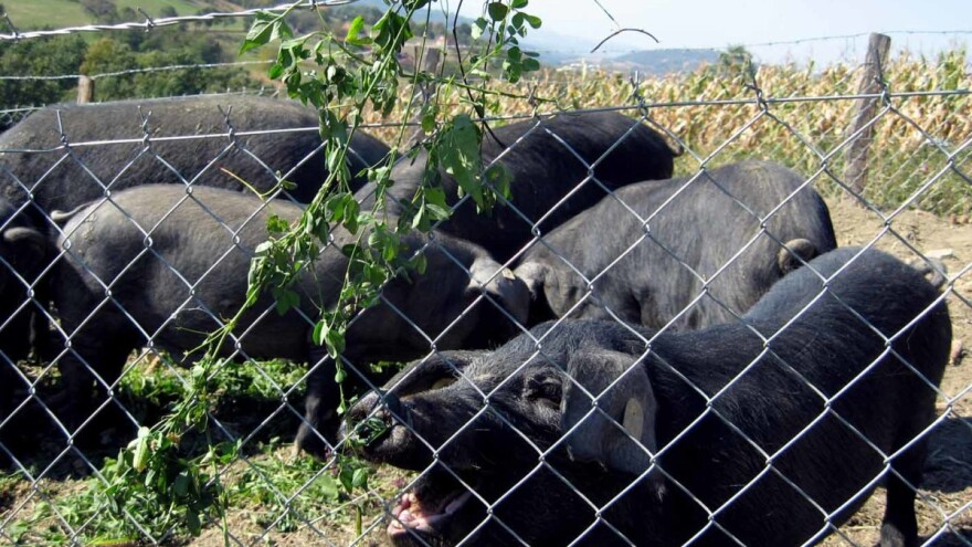 Suhomesnati specijaliteti od moravke krenuće i u zapadnu Evropu