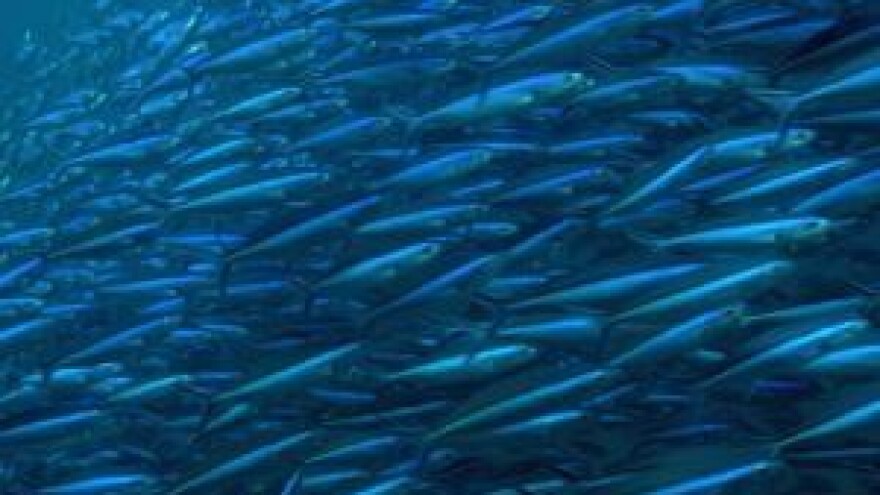 Intenzivna akvakultura ostaje bez potpora EU?