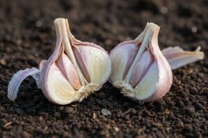 Morfološka i biološka svojstva češnjaka