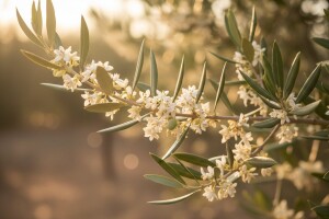 Morfološki, citološki i fiziološki sterilitet masline