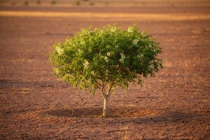 Moringa - besmrtno drvo prirodni lek za zemljište!