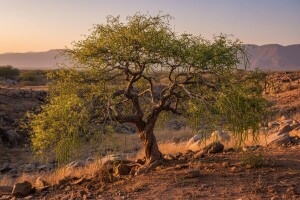 Moringa - besmrtno drvo prirodni lijek za tlo!